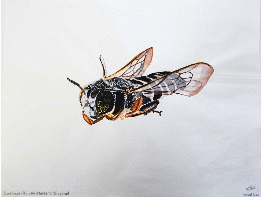 bee speciment